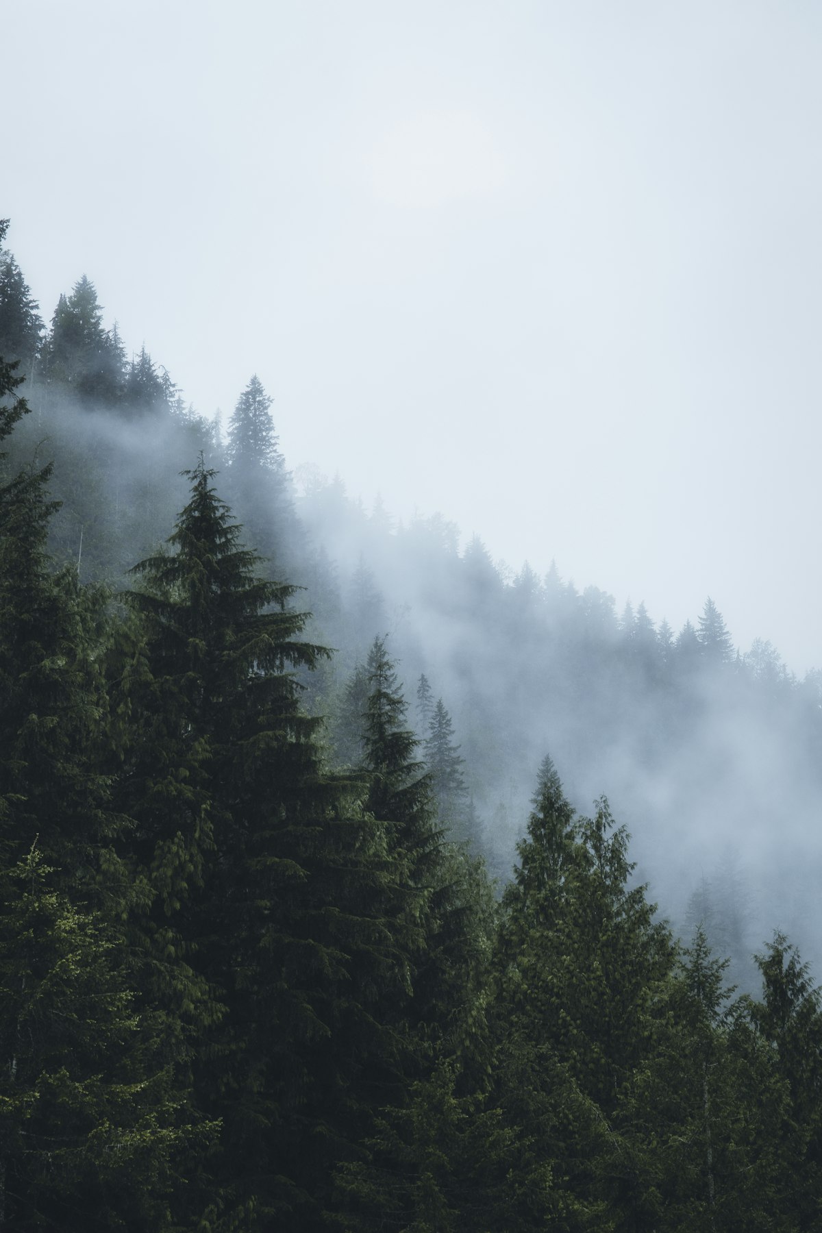 British Columbia cedar forest